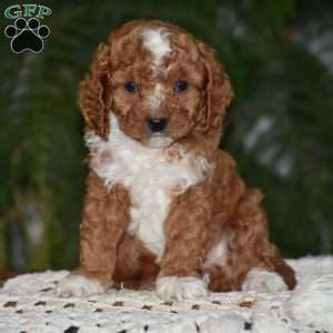 Milan, Cavapoo Puppy